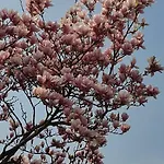 Magnolia