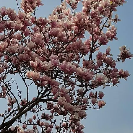 Magnolia