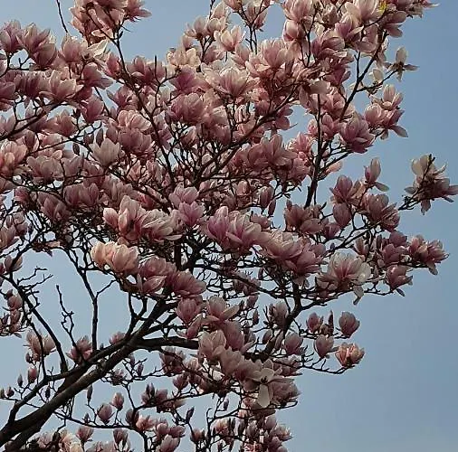 Magnolia